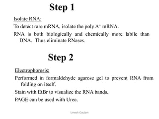 Step 1
Isolate RNA:
To detect rare mRNA, isolate the poly A+ mRNA.
RNA is both biologically and chemically more labile than
DNA. Thus eliminate RNases.
Electrophoresis:
Performed in formaldehyde agarose gel to prevent RNA from
folding on itself.
Stain with EtBr to visualize the RNA bands.
PAGE can be used with Urea.
Step 2
Umesh Goutam
 