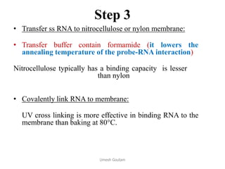 Step 3
• Transfer ss RNA to nitrocellulose or nylon membrane:
• Transfer buffer contain formamide (it lowers the
annealing temperature of the probe-RNA interaction)
Nitrocellulose typically has a binding capacity is lesser (of
about 100µg/cm), while than nylon has a binding capacity
of about 500 µg/cm.
• Covalently link RNA to membrane:
UV cross linking is more effective in binding RNA to the
membrane than baking at 80C.
Umesh Goutam
 