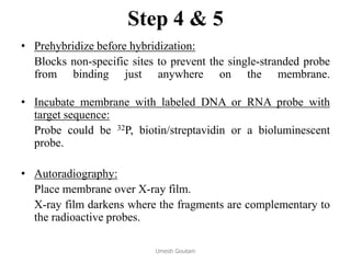 Step 4 & 5
• Prehybridize before hybridization:
Blocks non-specific sites to prevent the single-stranded probe
from binding just anywhere on the membrane.
• Incubate membrane with labeled DNA or RNA probe with
target sequence:
Probe could be 32P, biotin/streptavidin or a bioluminescent
probe.
• Autoradiography:
Place membrane over X-ray film.
X-ray film darkens where the fragments are complementary to
the radioactive probes.
Umesh Goutam
 