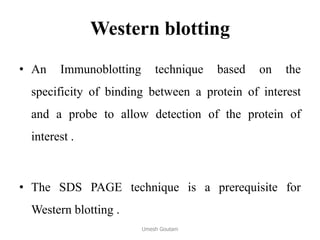 Western blotting
• An Immunoblotting technique based on the
specificity of binding between a protein of interest
and a probe to allow detection of the protein of
interest .
• The SDS PAGE technique is a prerequisite for
Western blotting .
Umesh Goutam
 