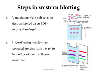 Steps in western blotting
1. A protein sample is subjected to
electrophoresed on an SDS-
polyacrylamide gel.
2. Electroblotting transfers the
separated proteins from the gel to
the surface of a nitrocellulose
membrane.
Umesh Goutam
 