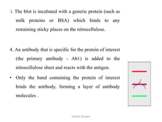 3. The blot is incubated with a generic protein (such as
milk proteins or BSA) which binds to any
remaining sticky places on the nitrocellulose.
4. An antibody that is specific for the protein of interest
(the primary antibody - Ab1) is added to the
nitrocellulose sheet and reacts with the antigen.
• Only the band containing the protein of interest
binds the antibody, forming a layer of antibody
molecules .
Umesh Goutam
 