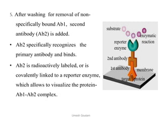 5. After washing for removal of non-
specifically bound Ab1, second
antibody (Ab2) is added.
• Ab2 specifically recognizes the
primary antibody and binds.
• Ab2 is radioactively labeled, or is
covalently linked to a reporter enzyme,
which allows to visualize the protein-
Ab1-Ab2 complex.
Umesh Goutam
 