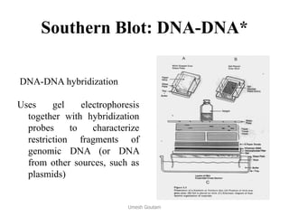 Southern Blot: DNA-DNA*
DNA-DNA hybridization
Uses gel electrophoresis
together with hybridization
probes to characterize
restriction fragments of
genomic DNA (or DNA
from other sources, such as
plasmids)
Umesh Goutam
 