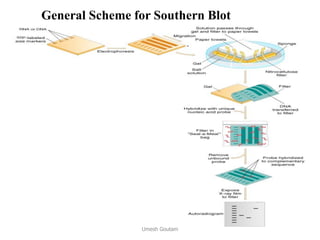 General Scheme for Southern Blot
Umesh Goutam
 