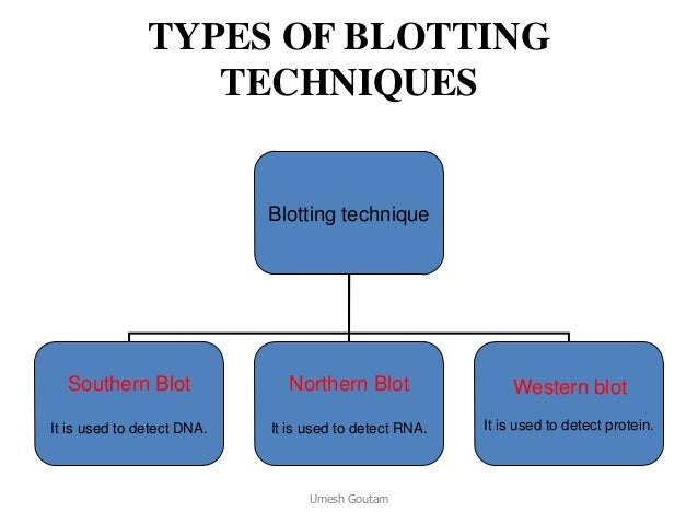 south eastern blotting