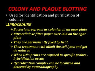 COLONY AND PLAQUE BLOTTING
• Used for identification and purification of
colonies
PROCEDURE
Bacteria are grown as colonies on an agar plate
Nitrocellulose filter paper over laid on the agar
plate
They are permanently fixed by heat
Then treatment with alkali the cell lyses and get
de natured
When DNA prints are exposed to specific probes ,
hybridization occur.
Hybridization complex can be localized and
detected by autoradiography
 