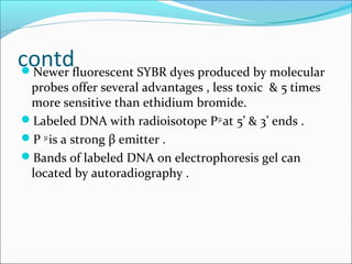 contdNewer fluorescent SYBR dyes produced by molecular
probes offer several advantages , less toxic & 5 times
more sensitive than ethidium bromide.
Labeled DNA with radioisotope P32
at 5’ & 3’ ends .
P 32
is a strong β emitter .
Bands of labeled DNA on electrophoresis gel can
located by autoradiography .
 
