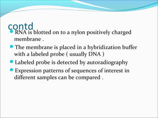 contdRNA is blotted on to a nylon positively charged
membrane .
The membrane is placed in a hybridization buffer
with a labeled probe ( usually DNA )
Labeled probe is detected by autoradiography
Expression patterns of sequences of interest in
different samples can be compared .
 