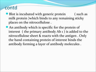 contd
Blot is incubated with generic protein ( such as
milk protein )which binds to any remaining sticky
places on the nitrocellulose .
An antibody which is specific for the protein of
interest ( the primary antibody Ab 1 ) is added to the
nitrocellulose sheet & reacts with the antigen . Only
the band containing protein of interest binds the
antibody forming a layer of antibody molecules .
 