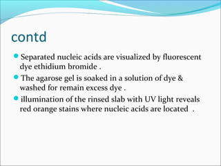 contd
Separated nucleic acids are visualized by fluorescent
dye ethidium bromide .
The agarose gel is soaked in a solution of dye &
washed for remain excess dye .
illumination of the rinsed slab with UV light reveals
red orange stains where nucleic acids are located .
 