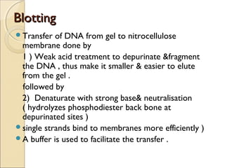 BlottingBlotting
Transfer of DNA from gel to nitrocellulose
membrane done by
1 ) Weak acid treatment to depurinate &fragment
the DNA , thus make it smaller & easier to elute
from the gel .
followed by
2) Denaturate with strong base& neutralisation
( hydrolyzes phosphodiester back bone at
depurinated sites )
single strands bind to membranes more efficiently )
A buffer is used to facilitate the transfer .
 