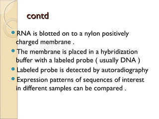 contdcontd
RNA is blotted on to a nylon positively
charged membrane .
The membrane is placed in a hybridization
buffer with a labeled probe ( usually DNA )
Labeled probe is detected by autoradiography
Expression patterns of sequences of interest
in different samples can be compared .
 