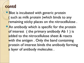 contdcontd
Blot is incubated with generic protein
( such as milk protein )which binds to any
remaining sticky places on the nitrocellulose .
An antibody which is specific for the protein
of interest ( the primary antibody Ab 1 ) is
added to the nitrocellulose sheet & reacts
with the antigen . Only the band containing
protein of interest binds the antibody forming
a layer of antibody molecules .
 