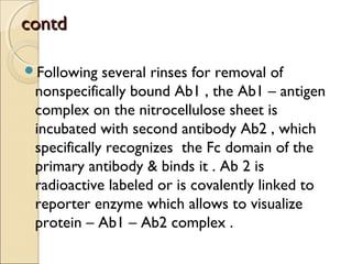 contdcontd
Following several rinses for removal of
nonspecifically bound Ab1 , the Ab1 – antigen
complex on the nitrocellulose sheet is
incubated with second antibody Ab2 , which
specifically recognizes the Fc domain of the
primary antibody & binds it . Ab 2 is
radioactive labeled or is covalently linked to
reporter enzyme which allows to visualize
protein – Ab1 – Ab2 complex .
 