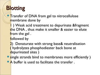BBlloottttiinngg 
Transfer of DNA from gel to nitrocellulose 
membrane done by 
1 ) Weak acid treatment to depurinate &fragment 
the DNA , thus make it smaller & easier to elute 
from the gel . 
followed by 
2) Denaturate with strong base& neutralisation 
( hydrolyzes phosphodiester back bone at 
depurinated sites ) 
single strands bind to membranes more efficiently ) 
A buffer is used to facilitate the transfer . 
 