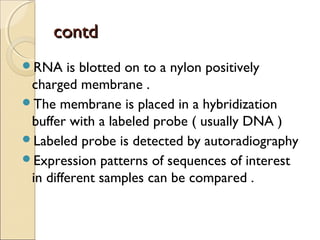 ccoonnttdd 
RNA is blotted on to a nylon positively 
charged membrane . 
The membrane is placed in a hybridization 
buffer with a labeled probe ( usually DNA ) 
Labeled probe is detected by autoradiography 
Expression patterns of sequences of interest 
in different samples can be compared . 
 
