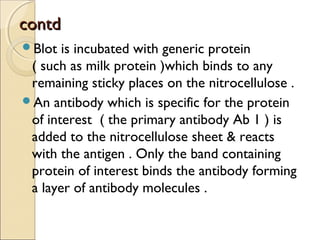 ccoonnttdd 
Blot is incubated with generic protein 
( such as milk protein )which binds to any 
remaining sticky places on the nitrocellulose . 
An antibody which is specific for the protein 
of interest ( the primary antibody Ab 1 ) is 
added to the nitrocellulose sheet & reacts 
with the antigen . Only the band containing 
protein of interest binds the antibody forming 
a layer of antibody molecules . 
 
