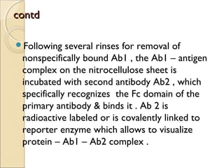ccoonnttdd 
Following several rinses for removal of 
nonspecifically bound Ab1 , the Ab1 – antigen 
complex on the nitrocellulose sheet is 
incubated with second antibody Ab2 , which 
specifically recognizes the Fc domain of the 
primary antibody & binds it . Ab 2 is 
radioactive labeled or is covalently linked to 
reporter enzyme which allows to visualize 
protein – Ab1 – Ab2 complex . 
 