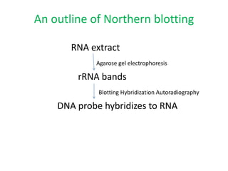 An outline of Northern blotting
RNA extract
Agarose gel electrophoresis
rRNA bands
Blotting Hybridization Autoradiography
DNA probe hybridizes to RNA
 