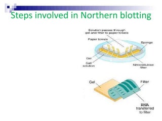 Steps involved in Northern blotting
 