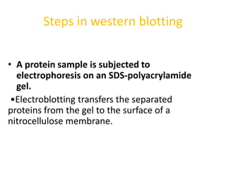 Steps in western blotting
• A protein sample is subjected to
electrophoresis on an SDS-polyacrylamide
gel.
•Electroblotting transfers the separated
proteins from the gel to the surface of a
nitrocellulose membrane.
 