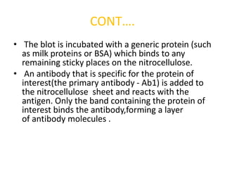 CONT….
• The blot is incubated with a generic protein (such
as milk proteins or BSA) which binds to any
remaining sticky places on the nitrocellulose.
• An antibody that is specific for the protein of
interest(the primary antibody - Ab1) is added to
the nitrocellulose sheet and reacts with the
antigen. Only the band containing the protein of
interest binds the antibody,forming a layer
of antibody molecules .
 