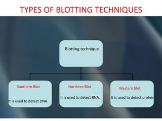 TYPES OF BLOTTING TECHNIQUES
Blotting technique
It is used to detect protein.
Western blotNorthern Blot
It is used to detect RNA.
It is used to detect DNA.
Southern Blot
 