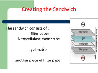 Creating the Sandwich
The sandwich consists of :
filter paper
Nitrocellulose membrane
gel matrix
another piece of filter paper
 