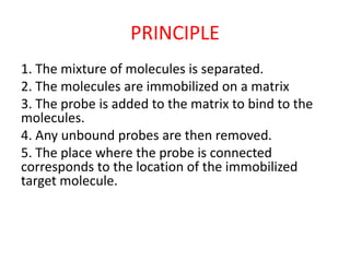 PRINCIPLE
1. The mixture of molecules is separated.
2. The molecules are immobilized on a matrix
3. The probe is added to the matrix to bind to the
molecules.
4. Any unbound probes are then removed.
5. The place where the probe is connected
corresponds to the location of the immobilized
target molecule.
 