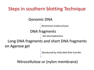 Steps in southern blotting Technique
Genomic DNA
Restriction endonuclease
DNA fragments
Gel electrophoresis
Long DNA fragments and short DNA fragments
on Agarose gel
Denatured by mild alkali blot transfer
Nitrocellulose or (nylon membrane)
 