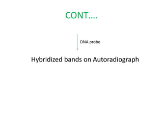 CONT….
DNA probe
Hybridized bands on Autoradiograph
 