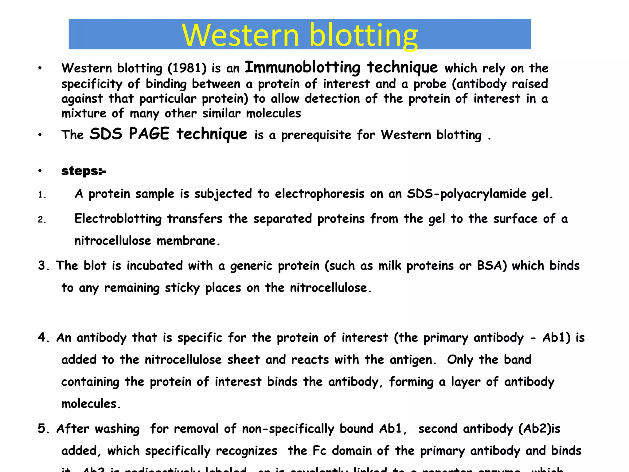 Western blotting
• Western blotting (1981) is an Immunoblotting technique which rely on the
specificity of binding between a protein of interest and a probe (antibody raised
against that particular protein) to allow detection of the protein of interest in a
mixture of many other similar molecules
• The SDS PAGE technique is a prerequisite for Western blotting .
• steps:-
1. A protein sample is subjected to electrophoresis on an SDS-polyacrylamide gel.
2. Electroblotting transfers the separated proteins from the gel to the surface of a
nitrocellulose membrane.
3. The blot is incubated with a generic protein (such as milk proteins or BSA) which binds
to any remaining sticky places on the nitrocellulose.
4. An antibody that is specific for the protein of interest (the primary antibody - Ab1) is
added to the nitrocellulose sheet and reacts with the antigen. Only the band
containing the protein of interest binds the antibody, forming a layer of antibody
molecules.
5. After washing for removal of non-specifically bound Ab1, second antibody (Ab2)is
added, which specifically recognizes the Fc domain of the primary antibody and binds
 