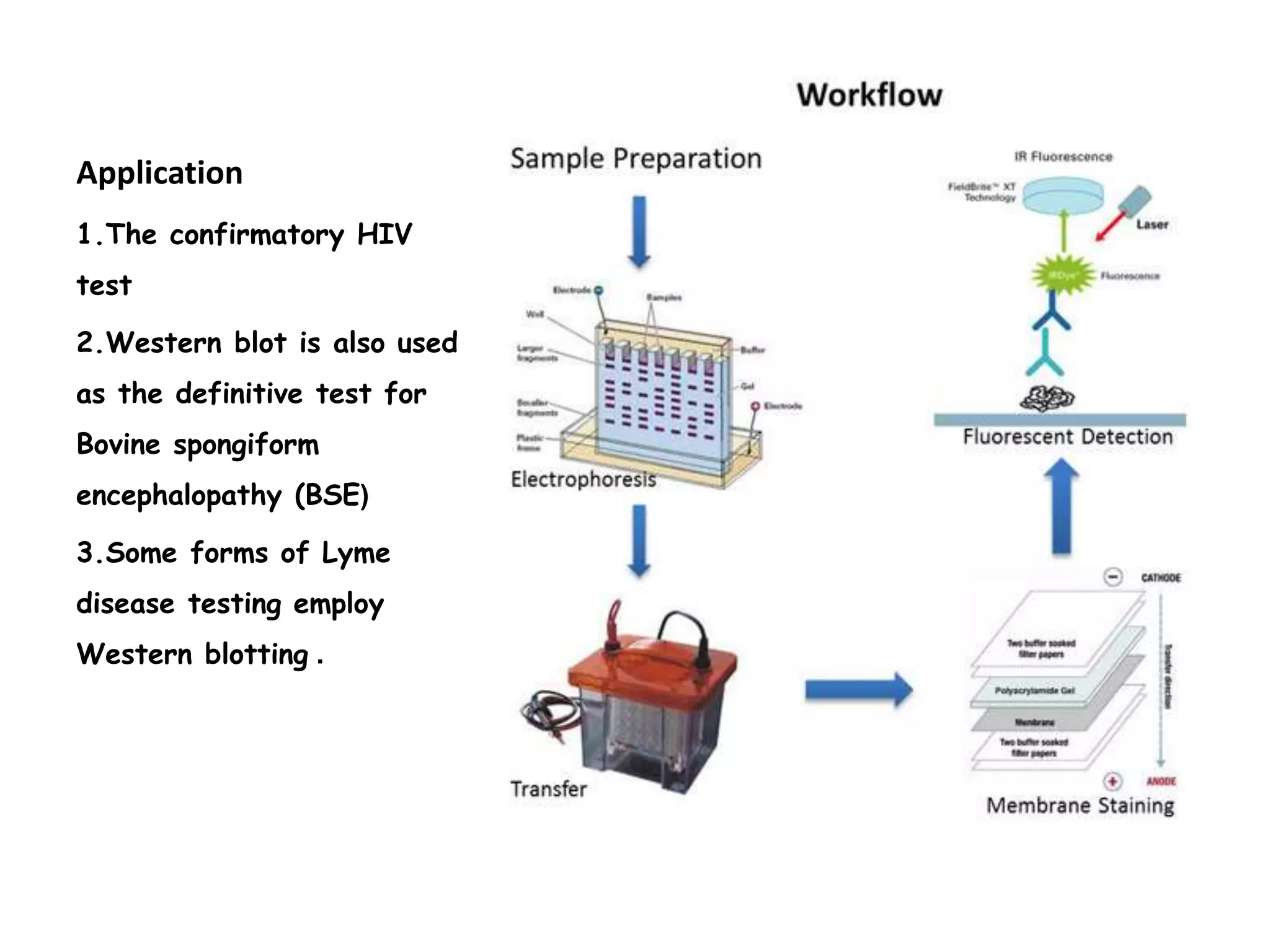 Application
1.The confirmatory HIV
test
2.Western blot is also used
as the definitive test for
Bovine spongiform
encephalopathy (BSE(
3.Some forms of Lyme
disease testing employ
Western blotting .
 