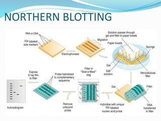Blotting techniques | PPTX