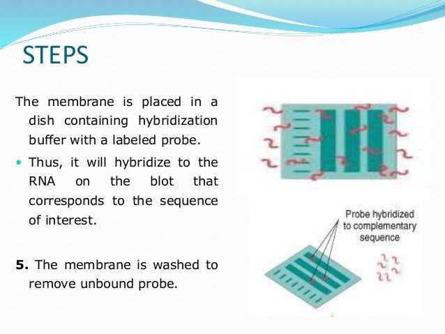 blot analysis blot analysis