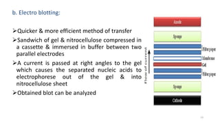 b. Electro blotting:
Quicker & more efficient method of transfer
Sandwich of gel & nitrocellulose compressed in
a cassette & immersed in buffer between two
parallel electrodes
A current is passed at right angles to the gel
which causes the separated nucleic acids to
electrophorese out of the gel & into
nitrocellulose sheet
Obtained blot can be analyzed
13
 