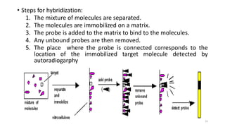 • Steps for hybridization:
1. The mixture of molecules are separated.
2. The molecules are immobilized on a matrix.
3. The probe is added to the matrix to bind to the molecules.
4. Any unbound probes are then removed.
5. The place where the probe is connected corresponds to the
location of the immobilized target molecule detected by
autoradiogarphy
15
 