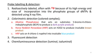 Probe labelling & detection:
1. Radioactively labeled, often with 32P because of its high energy and
ease of incorporation into the phosphate groups of dNTPs &
detected using X-ray film.
2. Colorimetric detection (colored complex);
a. Alkaline Phosphatase that acts on substrates 5-bromo-4-chloro-
indoylphosphate (BCIP) to produce a dark purple product)
b. Horse Reddish Peroxidase (HRP) acts on H2O2 to produce insoluble brown
product
c. HRP acts on 4-chloro-1-napthol into insoluble blue product
3. Fluorescent detection
4. Chemiluminescence detection (luminol, isoluminol)
16
 
