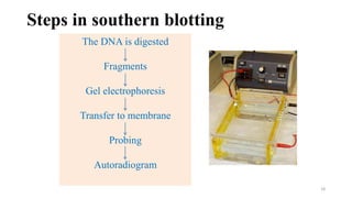 Steps in southern blotting
The DNA is digested
Fragments
Gel electrophoresis
Transfer to membrane
Probing
Autoradiogram
18
 