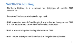 Northern blotting
• Northern blotting is a technique for detection of specific RNA
sequences .
• Developed by James Alwine & George stark.
• RNA molecules have defined length & much shorter than genomic DNA
it is not necessary to cleave RNA before electrophoresis .
• RNA is more susceptible to degradation than DNA .
• RNA sample are separated based on size by gel electrophoresis
• Northern blotting was developed
20
 