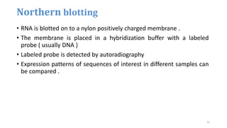 • RNA is blotted on to a nylon positively charged membrane .
• The membrane is placed in a hybridization buffer with a labeled
probe ( usually DNA )
• Labeled probe is detected by autoradiography
• Expression patterns of sequences of interest in different samples can
be compared .
Northern blotting
21
 
