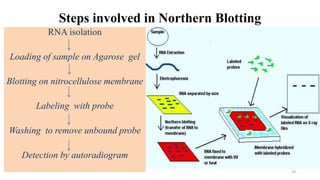Steps involved in Northern Blotting
RNA isolation
Loading of sample on Agarose gel
Blotting on nitrocellulose membrane
Labeling with probe
Washing to remove unbound probe
Detection by autoradiogram
24
 