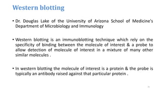 Western blotting
• Dr. Douglas Lake of the University of Arizona School of Medicine's
Department of Microbiology and Immunology
• Western blotting is an immunoblotting technique which rely on the
specificity of binding between the molecule of interest & a probe to
allow detection of molecule of interest in a mixture of many other
similar molecules .
• In western blotting the molecule of interest is a protein & the probe is
typically an antibody raised against that particular protein .
25
 