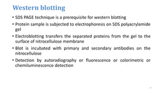 • SDS PAGE technique is a prerequisite for western blotting
• Protein sample is subjected to electrophoresis on SDS polyacrylamide
gel
• Electroblotting transfers the separated proteins from the gel to the
surface of nitrocellulose membrane
• Blot is incubated with primary and secondary antibodies on the
nitrocellulose
• Detection by autoradiography or fluorescence or colorimetric or
chemiluminescence detection
Western blotting
27
 