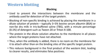 Blocking
• Used to prevent the interactions between the membrane and the
antibody used for detection of the target protein.
• Blocking of non-specific binding is achieved by placing the membrane in a
dilute solution of protein – typically 3–5% bovine serum albumin (BSA) or
non-fat dry milk in tris-buffered saline (TBS), with a minute percentage
(0.1%) of detergent such as Tween 20 or Triton X-100.
• The protein in the dilute solution attaches to the membrane in all places
where the target proteins have not attached.
• Thus, when the antibody is added, there is no room on the membrane for
it to attach other than on the binding sites of the specific target protein.
• This reduces background in the final product of the western blot, leading
to clearer results, and eliminates false positives.
Western blotting
28
 