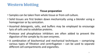 Tissue preparation
• Samples can be taken from whole tissue or from cell culture.
• Solid tissues are first broken down mechanically using a blender using a
homogenizer or by sonication.
• Assorted detergents, salts, and buffers may be employed to encourage
lysis of cells and to solubilize proteins.
• Protease and phosphatase inhibitors are often added to prevent the
digestion of the sample by its own enzymes.
• A combination of biochemical and mechanical techniques – comprising
various types of filtration and centrifugation – can be used to separate
different cell compartments and organelles.
Western blotting
29
 