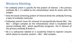 • An antibody which is specific for the protein of interest ( the primary
antibody Ab 1 ) is added to the nitrocellulose sheet & reacts with the
antigen
• Only the band containing protein of interest binds the antibody forming
a layer of antibody molecules
• Following several rinses for removal of nonspecifically bound Ab1 , the
Ab1 – antigen complex on the nitrocellulose sheet is incubated with
second antibody Ab2 , which specifically recognizes the Fc domain of
the primary antibody & binds it .
• Ab 2 is radioactive labeled or is covalently linked to reporter enzyme
which allows to visualize protein – Ab1 – Ab2 complex .
Western blotting
30
 