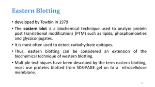 Eastern Blotting
• developed by Towbin in 1979
• The eastern blot is a biochemical technique used to analyze protein
post translational modifications (PTM) such as lipids, phosphomoieties
and glycoconjugates.
• It is most often used to detect carbohydrate epitopes.
• Thus, eastern blotting can be considered an extension of the
biochemical technique of western blotting.
• Multiple techniques have been described by the term eastern blotting,
most use proteins blotted from SDS-PAGE gel on to a nitrocellulose
membrane.
35
 
