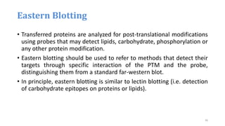 • Transferred proteins are analyzed for post-translational modifications
using probes that may detect lipids, carbohydrate, phosphorylation or
any other protein modification.
• Eastern blotting should be used to refer to methods that detect their
targets through specific interaction of the PTM and the probe,
distinguishing them from a standard far-western blot.
• In principle, eastern blotting is similar to lectin blotting (i.e. detection
of carbohydrate epitopes on proteins or lipids).
Eastern Blotting
36
 